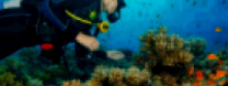 Level 3 Diploma Marine Biology and Ocean Conservation Studies | learndirect
