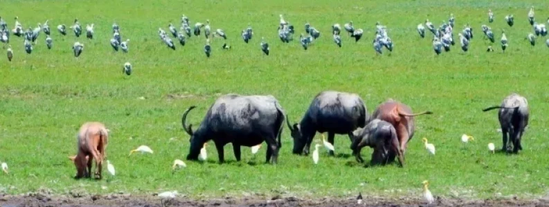 Wilding Course Level 3 Rewilding and Restoration Manager | learndirect