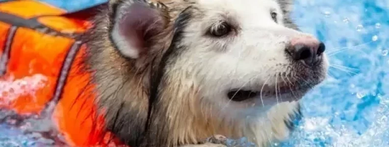 Veterinary Physiotherapy with Hydrotherapy Level 6 Diploma | learndirect Veterinary Physiotherapy with Hydrotherapy Level 6 Diploma | learndirect