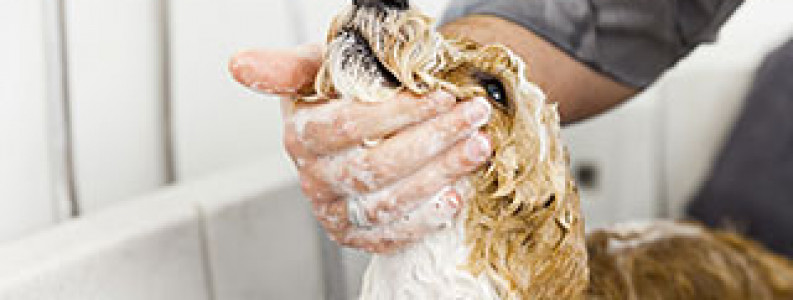 free online grooming courses free online grooming courses