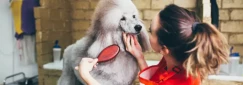 Dog Grooming Qualifications and Training Courses