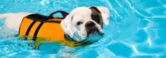 How to Become an Animal Hydrotherapist
