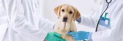 How to become a Veterinary Nurse Online