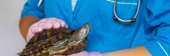 Case Study: From Reptile Awareness To Veterinary Science
