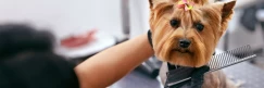 Dog Grooming Career in the UK: Salary, Training, and ROI Explained