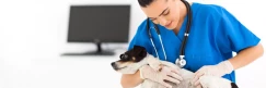 How to Become a Vet Assistant Online