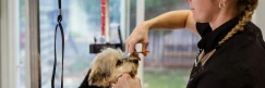 How to Start a Successful Dog Grooming Business in the UK