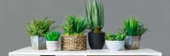 5 fantastic reasons to use plants in Interior Design