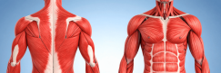 The flexible way to learn anatomy and physiology online