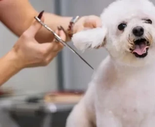 Dog Grooming Courses