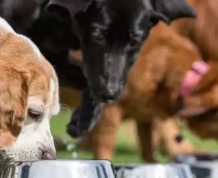 Veterinary Science and Animal Care | Online | learndirect Veterinary Science and Animal Care | Online | learndirect