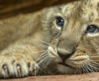 Zookeeping and Wildlife Courses