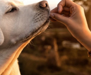 Veterinary Science and Animal Care | Online | learndirect Veterinary Science and Animal Care | Online | learndirect