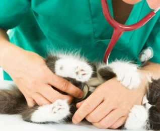 Veterinary Science and Animal Care | Online | learndirect