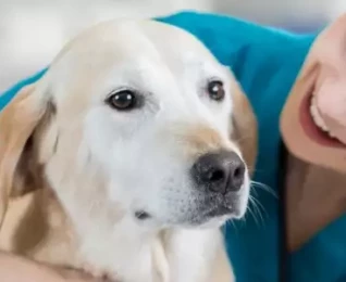 Veterinary Science and Animal Care | Online | learndirect Veterinary Science and Animal Care | Online | learndirect