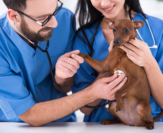 Veterinary Science and Animal Care Courses