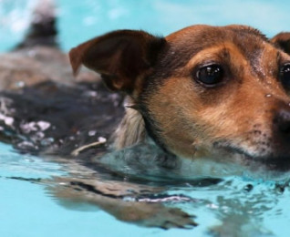 Veterinary Science and Animal Care | Online | learndirect Veterinary Science and Animal Care | Online | learndirect