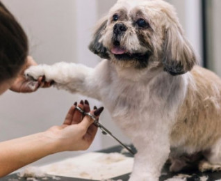Veterinary Science and Animal Care | Online | learndirect Veterinary Science and Animal Care | Online | learndirect