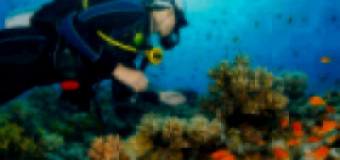 Level 3 Diploma Marine Biology and Ocean Conservation Studies (RQF)