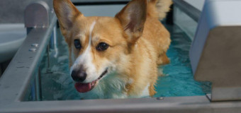 Level 3 Award in Aquatic Treadmill Therapy for Small Animals (RQF)