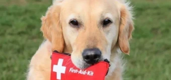 Canine First Aid Online Webinar