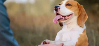 Level 6 Diploma in Applied Canine Behaviour Management RQF