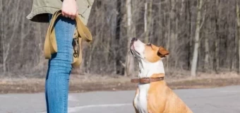 Levels 2, 3, 4, and 5 Combined Canine Behaviour Package