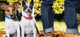 Levels 3, 4, and 5 Combined Canine Behaviour Package