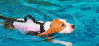 Veterinary Physiotherapy with Hydrotherapy Level 6 Diploma (RQF) - Part 3