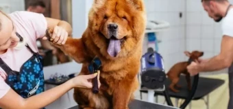 Level 3 Certificate in Dog Grooming (RQF)