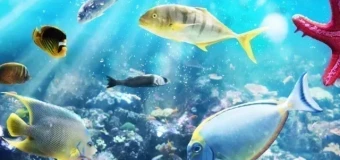 Level 3 Award Marine Conservationist (RQF)