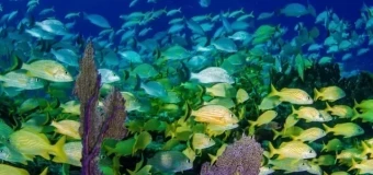 Marine Qualifications Package (with industry placements)