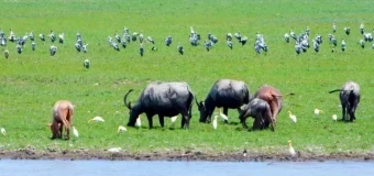 Level 3 Rewilding and Restoration Manager With 1 Day Practical Training (RQF)