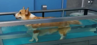 Level 4 Certificate in Advanced Aquatic Treadmill Therapy for Small Animals