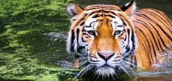 Level 3 Award in Carnivore Studies: Big Cats (RQF)