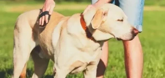 Level 4 Diploma in Canine Welfare, Training and Behaviour (RQF)