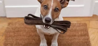 Level 4 Certificate in Professional Pet Sitting, Dog Walking, Dog Day Care and Home Boarding  (RQF)