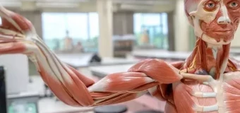 Anatomy and Physiology - Advanced