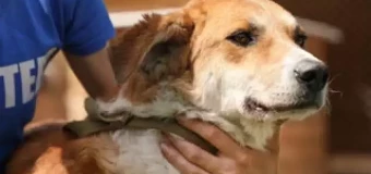 Level 3 Diploma for Animal Welfare Officers