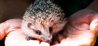 Level 3 Diploma in British Wildlife Rehabilitation Studies (RQF)