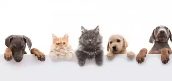 Level 3 Certificate of Achievement in Animal Psychology (QLS)