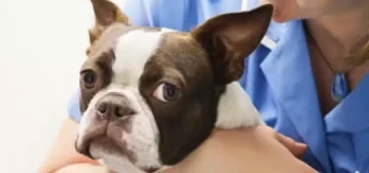 Level 2 Diploma for Veterinary Nursing Assistant (RQF)