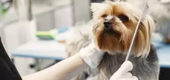 Level 3 Award in Dog Grooming
