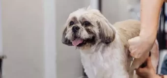 Level 3 Diploma in Dog Grooming (RQF)