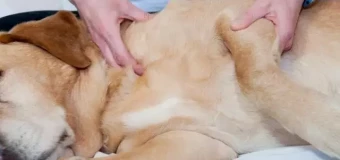 Level 3 Diploma in Canine Massage (RQF)