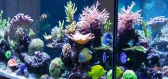 Aquarium and Fishkeeping