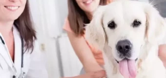 Level 3 Award in Canine Care and Welfare  (RQF)