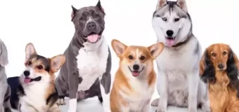 Level 2 Award in Canine Care and Welfare (RQF)