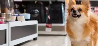 Level 3 Certificate for Pet Care in Retail (RQF)