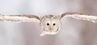 Level 3 Award in Birds of Prey Studies (RQF)